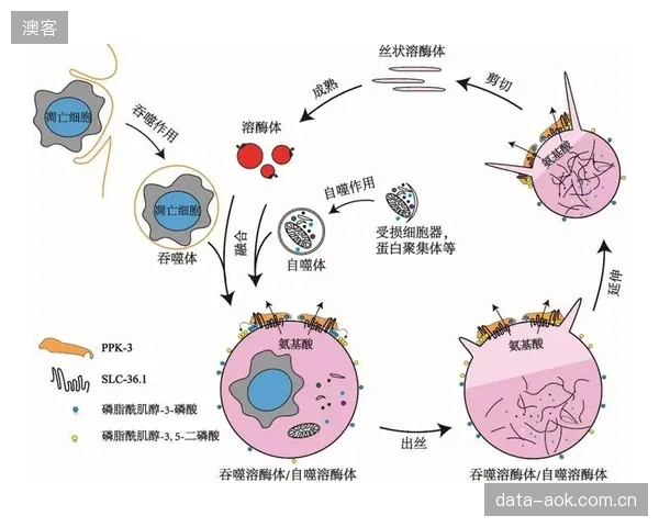 华盛顿州立大学实验室发布最新报告，阐明环境温度变化对天然软木-橡胶复合体在ASTMF1887标准测试下的显著影响